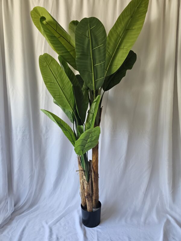 Banana Plant 6ft Tall